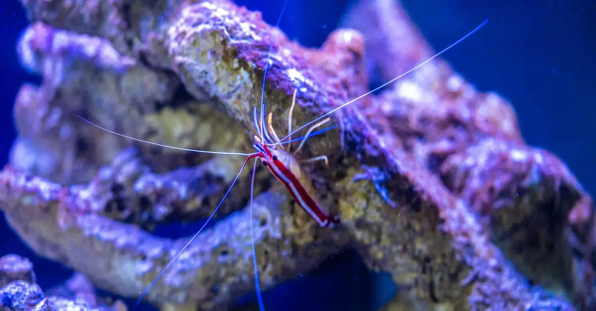 Aquarium garnalen inrichten: tips voor een mooie bak