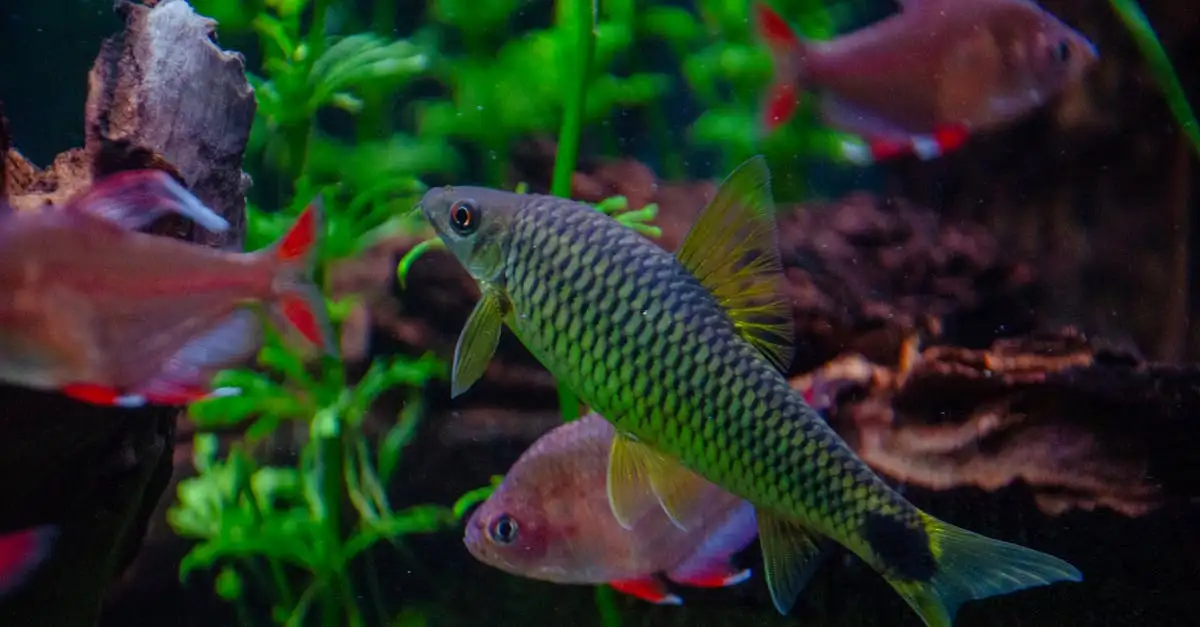 Aquarium inrichten tips voor een prachtig onderwaterparadijs