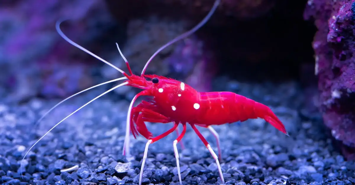 Aquarium inrichten voor garnalen: Stap-voor-stap gids