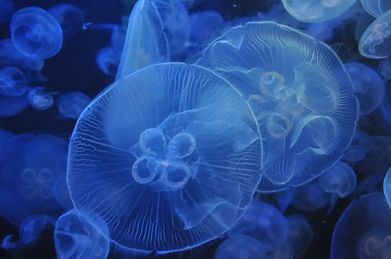 Aquarium opnieuw inrichten met vissen erin