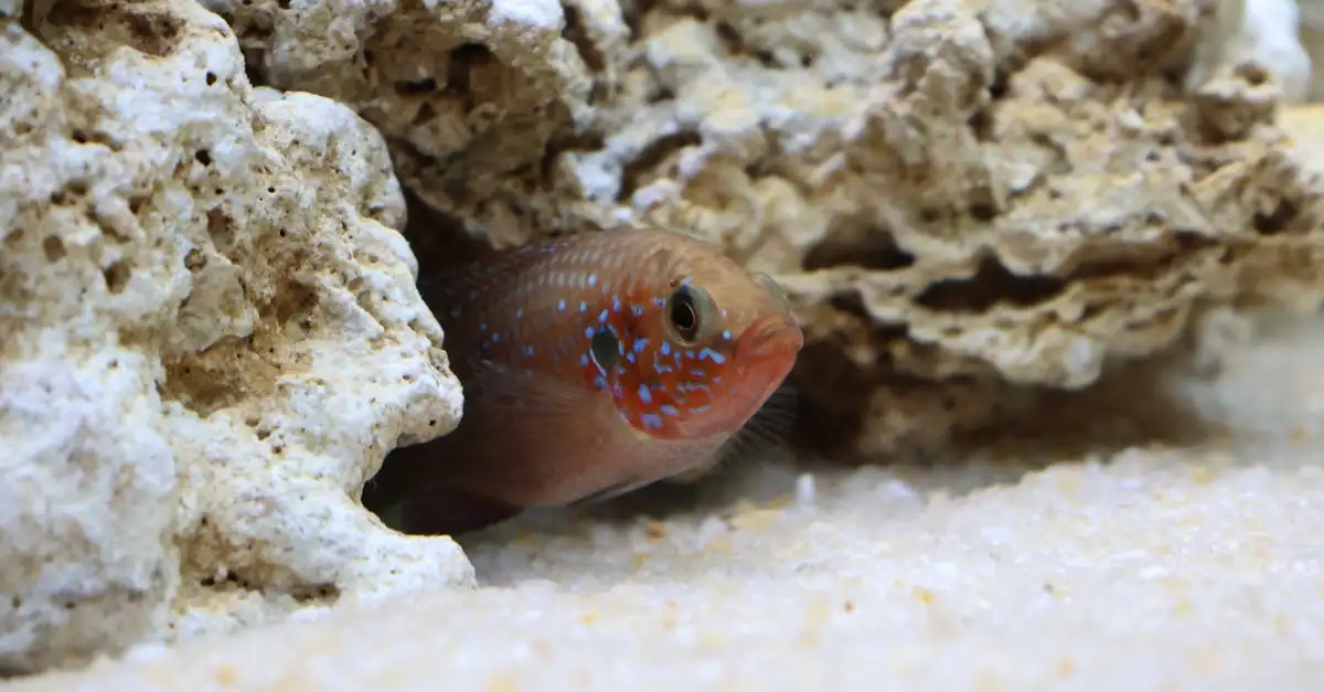 Aquarium vullen en inrichten: Stap-voor-stap gids