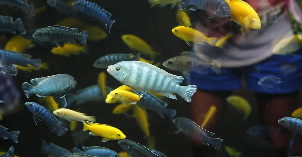 Cichliden aquarium inrichten