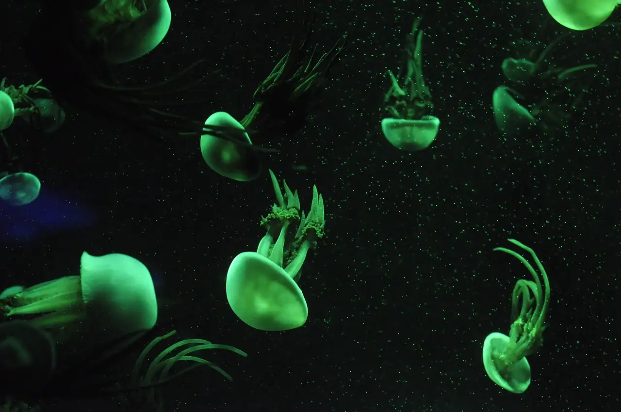 Fluval Edge inrichten: Stappenplan en tips voor uw aquarium