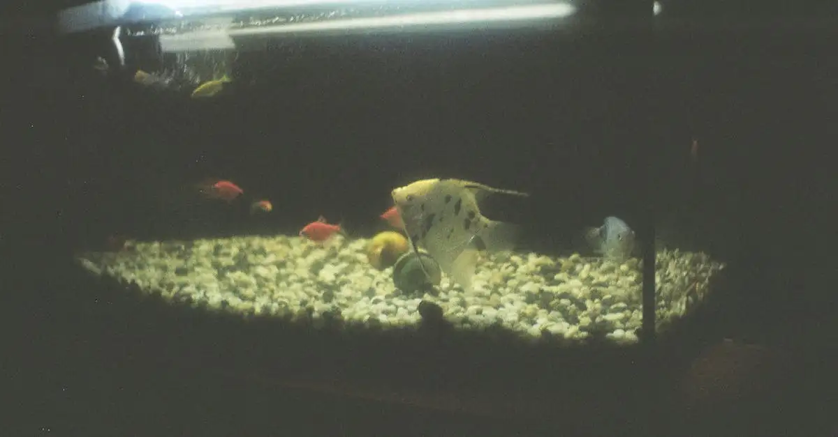 Gezelschapsaquarium inrichten: Stap voor stap gids