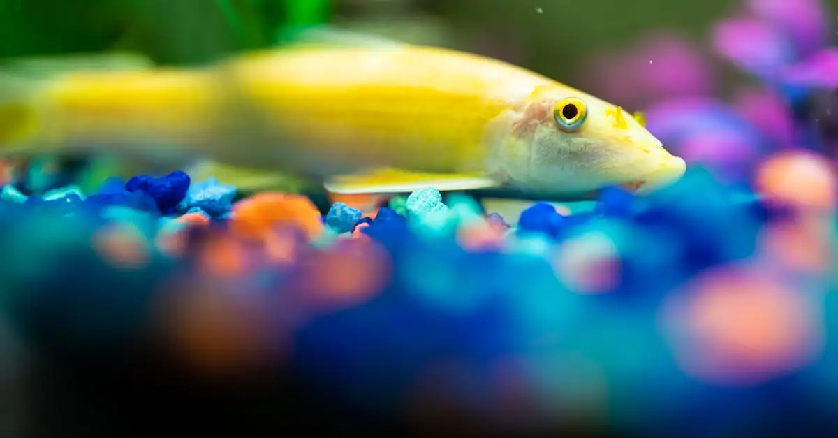Aquarium inrichten: Stap-voor-stap handleiding voor