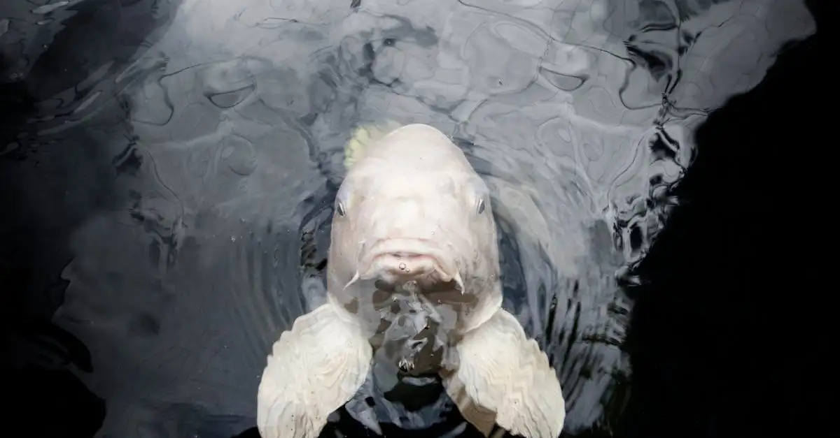 Aquarium inrichten: Stap-voor-stap handleiding voor