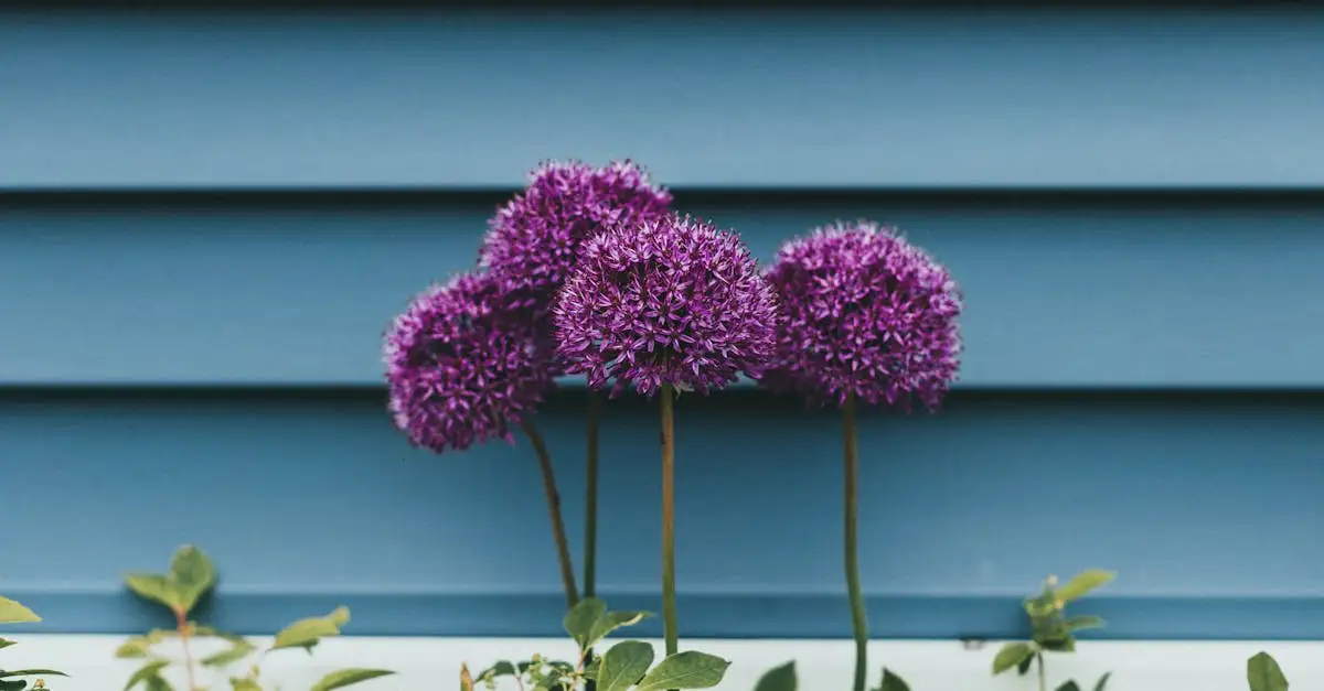 Border tuin inrichten: tips voor een prachtige border
