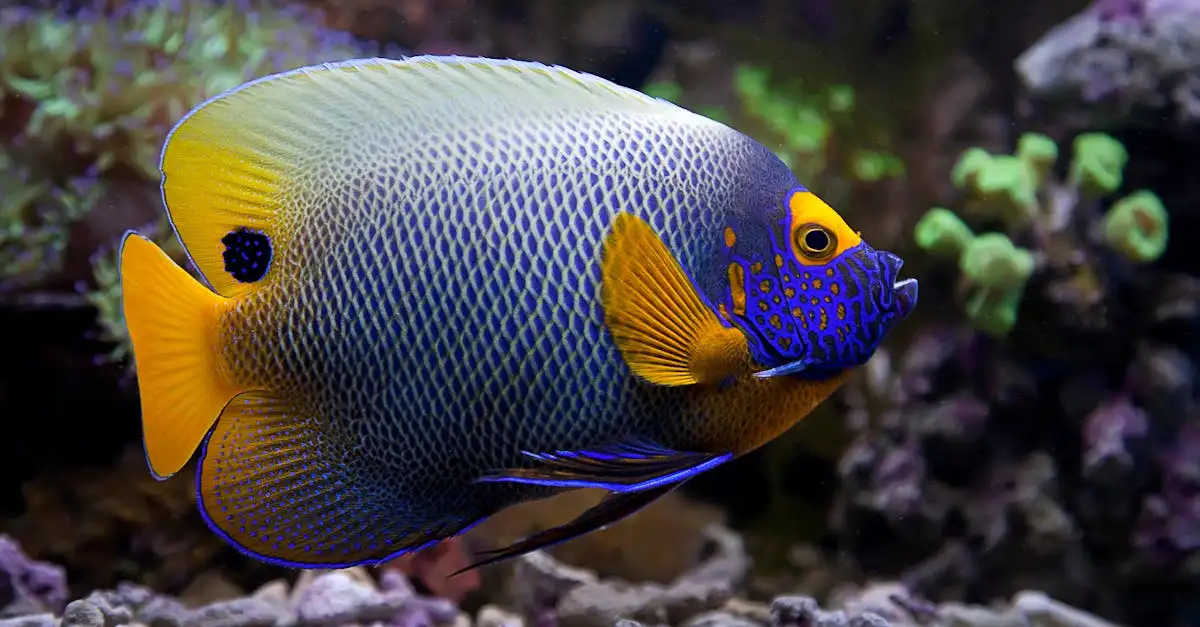 Maanvissen aquarium inrichten