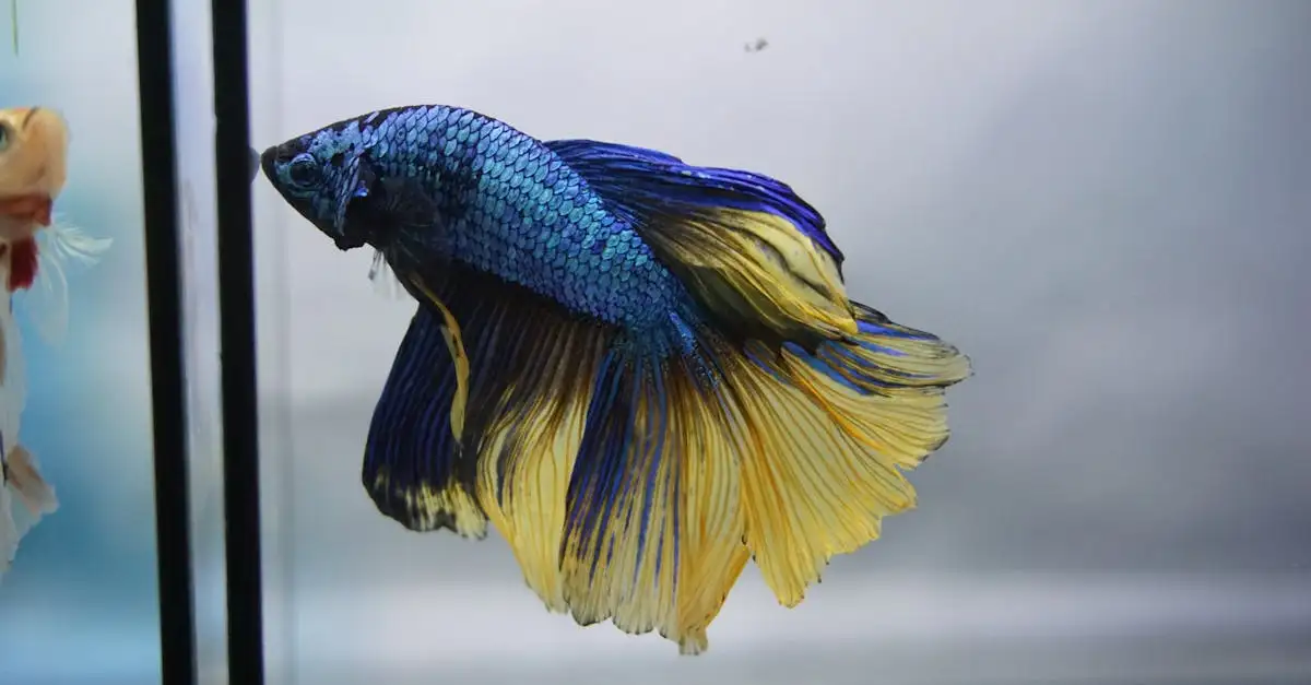 Aquarium mooi inrichten