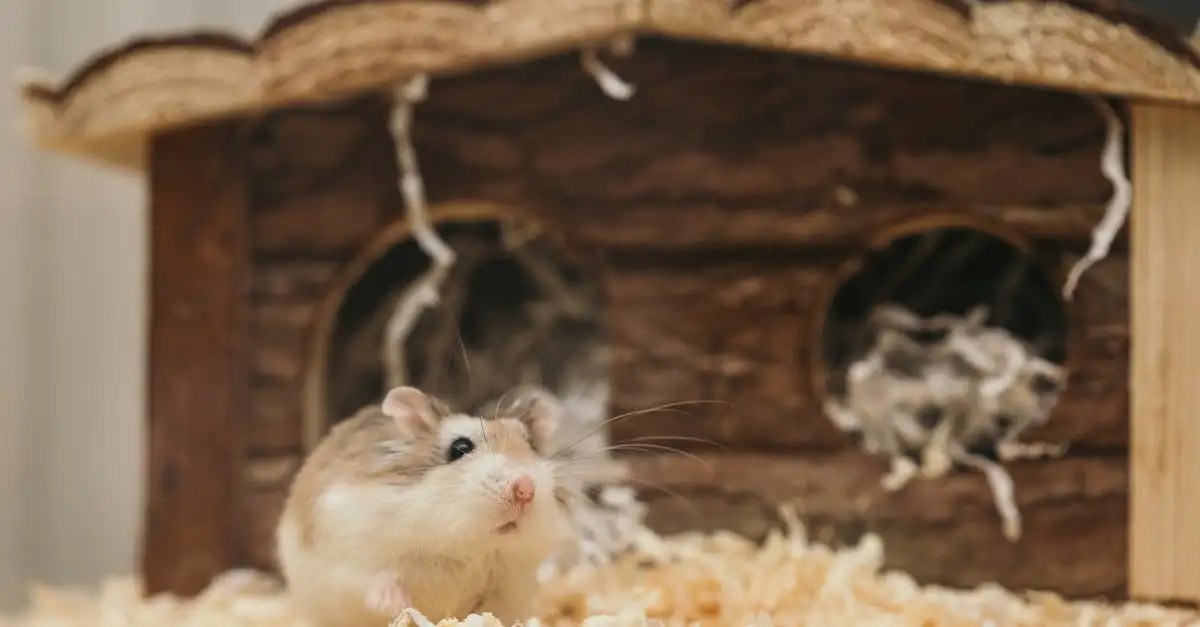 Syrische hamster kooi inrichten: tips en advies