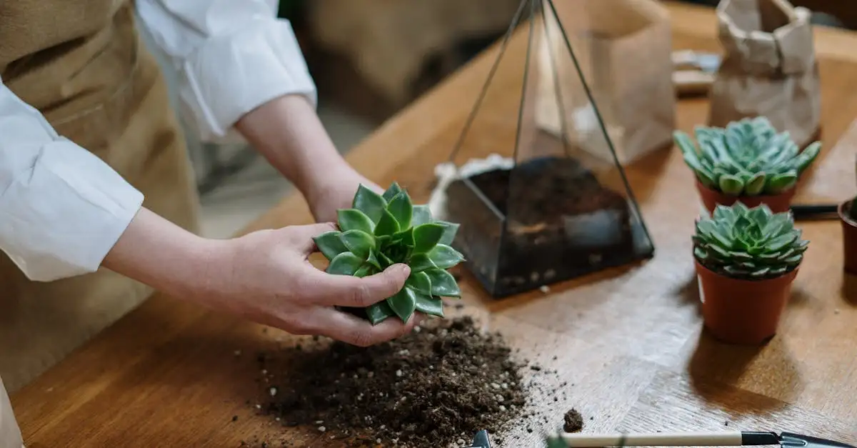 Terrarium inrichten