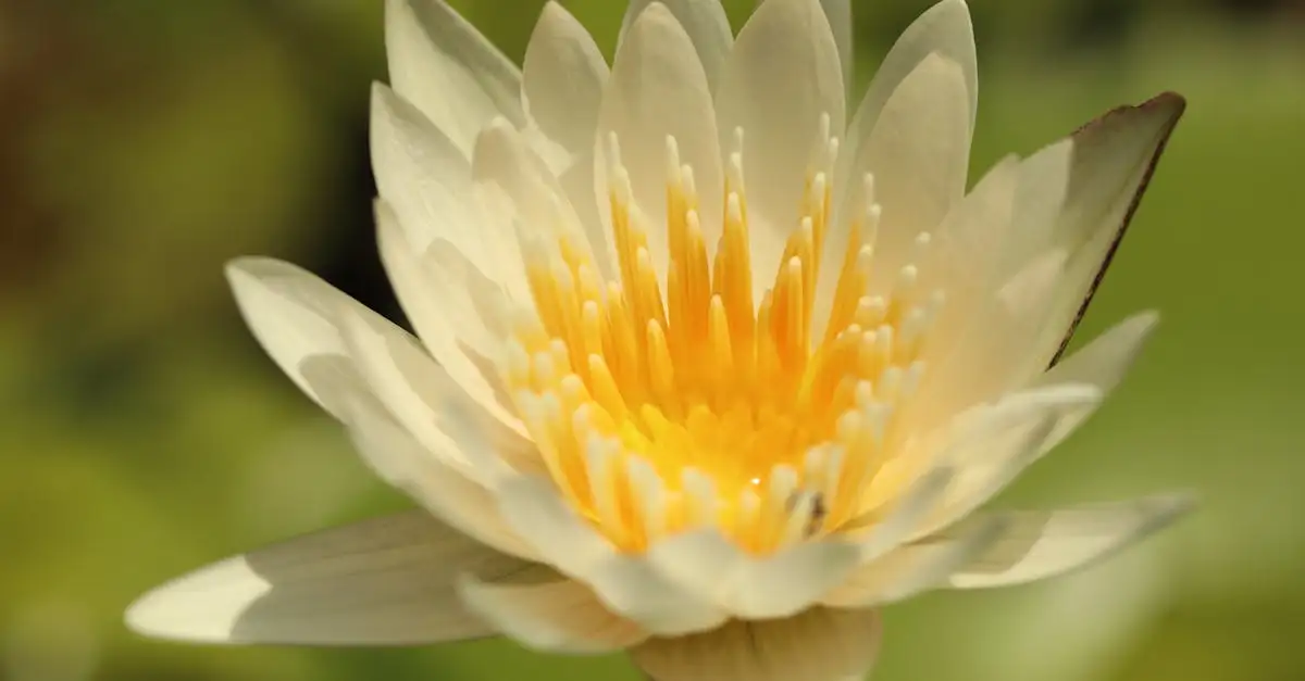 Vijver inrichten met de juiste planten voor een mooie tuin